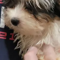 Liam, a male Yorkshire Terrier for sale in Young Harris, GA – Photo 2 of 5