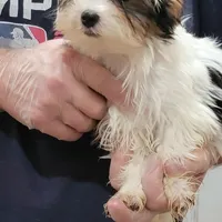 Liam, a male Yorkshire Terrier for sale in Young Harris, GA – Photo 5 of 5