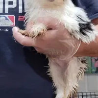 Liam, a male Yorkshire Terrier for sale in Young Harris, GA – Photo 4 of 5