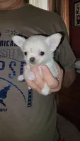 Sammy, a male Chihuahua for sale in Young Harris, GA – Photo 2 of 8