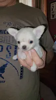Sammy, a male Chihuahua for sale in Young Harris, GA – Photo 8 of 8