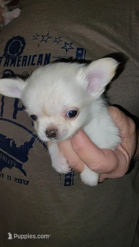 Sammy, a male Chihuahua for sale in Young Harris, GA – Photo 1 of 8