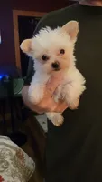 Ivie, a female Yorkshire Terrier for sale in Young Harris, GA – 3 of 5