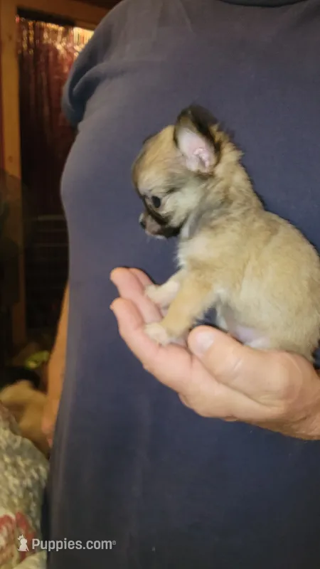 Corey – Chihuahua puppy for sale in Young Harris, GA
