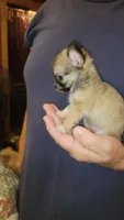 Corey, a male Chihuahua for sale in Young Harris, GA – 1 of 5