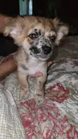 Rip, a male Chihuahua for sale in Young Harris, GA – 3 of 10