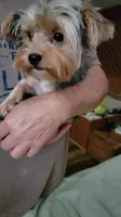 Merle, a male Yorkshire Terrier for sale in Young Harris, GA – 2 of 10