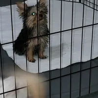 Hope, a female Yorkshire Terrier for sale in Young Harris, GA – Photo 4 of 10