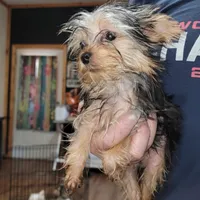 Hope, a female Yorkshire Terrier for sale in Young Harris, GA – Photo 2 of 10