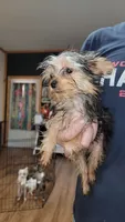 Hope, a female Yorkshire Terrier for sale in Young Harris, GA – Photo 5 of 8