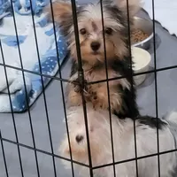 Hope, a female Yorkshire Terrier for sale in Young Harris, GA – Photo 3 of 10