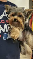 Hope, a female Yorkshire Terrier for sale in Young Harris, GA – Photo 7 of 8