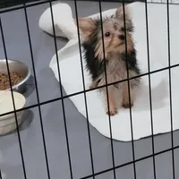 Hope, a female Yorkshire Terrier for sale in Young Harris, GA – Photo 1 of 10