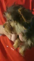 Henlee, a female Yorkshire Terrier for sale in Young Harris, GA – Photo 4 of 7