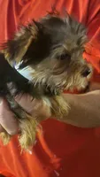 Henlee, a female Yorkshire Terrier for sale in Young Harris, GA – Photo 2 of 7