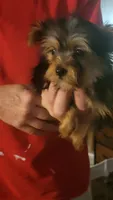 Henlee, a female Yorkshire Terrier for sale in Young Harris, GA – Photo 3 of 7