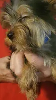 Henlee, a female Yorkshire Terrier for sale in Young Harris, GA – Photo 7 of 7