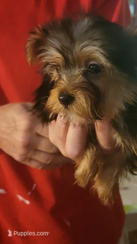 Henlee, a female Yorkshire Terrier for sale in Young Harris, GA – Photo 1 of 7
