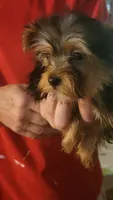 Henlee, a female Yorkshire Terrier for sale in Young Harris, GA – Photo 1 of 7