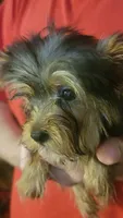 Henlee, a female Yorkshire Terrier for sale in Young Harris, GA – Photo 6 of 7
