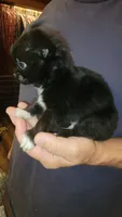 TY, a male Chihuahua for sale in Young Harris, GA – 2 of 5