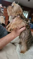 Karamo, a male Yorkshire Terrier for sale in Young Harris, GA – 3 of 4