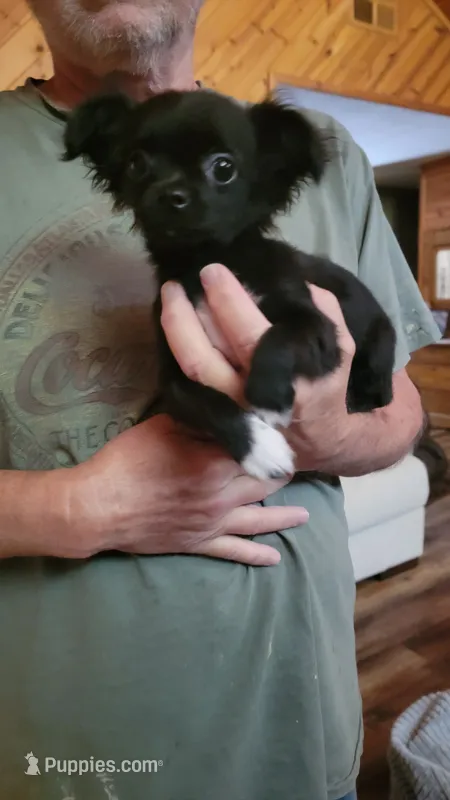 TY – Chihuahua puppy for sale in Young Harris, GA