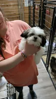 Jovi, a male Shih Tzu for sale in Young Harris, GA – Photo 5 of 6
