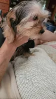 Dylan, a male Yorkshire Terrier for sale in Young Harris, GA – 7 of 7
