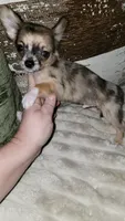 Shaun, a male Chihuahua for sale in Young Harris, GA – 1 of 8
