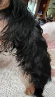 Kikee, a female Yorkshire Terrier for sale in Young Harris, GA – 3 of 5