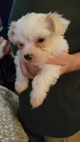Yhenzae, a male Yorkshire Terrier for sale in Young Harris, GA – 5 of 5