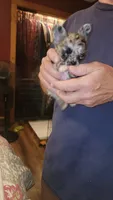 Maci, a female Chihuahua for sale in Young Harris, GA – 4 of 9