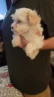 C J, a female Yorkshire Terrier for sale in Young Harris, GA – 7 of 8