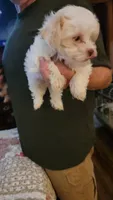 C J, a female Yorkshire Terrier for sale in Young Harris, GA – 4 of 8