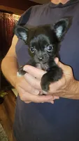 Zack, a male Chihuahua for sale in Young Harris, GA – 3 of 6