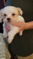 Yhenzae, a male Yorkshire Terrier for sale in Young Harris, GA – 3 of 5