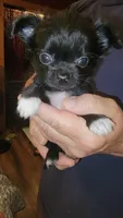 TY, a male Chihuahua for sale in Young Harris, GA – 5 of 5