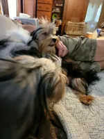 Jack, a male Yorkshire Terrier for sale in Young Harris, GA – 3 of 8