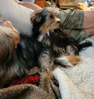 Jack, a male Yorkshire Terrier for sale in Young Harris, GA – 6 of 8