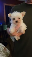 Ivie, a female Yorkshire Terrier for sale in Young Harris, GA – 4 of 5
