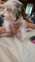 Asher, a male Yorkshire Terrier for sale in Young Harris, GA – 2 of 4