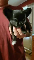 Salems blk fem 2, a female Chihuahua for sale in Young Harris, GA – Photo 5 of 9