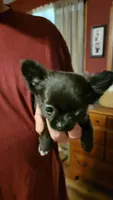 Salems blk fem 2, a female Chihuahua for sale in Young Harris, GA – Photo 6 of 9