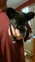 Salems blk fem 2, a female Chihuahua for sale in Young Harris, GA – Photo 2 of 9