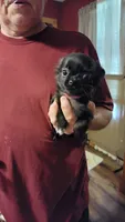 Salems blk fem 2, a female Chihuahua for sale in Young Harris, GA – Photo 3 of 9