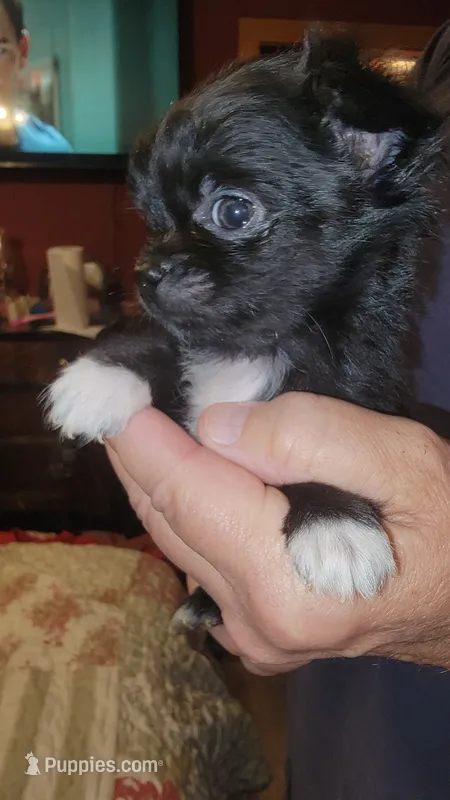 TY – Chihuahua puppy for sale in Young Harris, GA