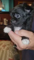 TY, a male Chihuahua for sale in Young Harris, GA – 1 of 5