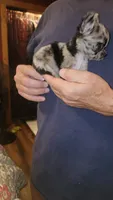 Maci, a female Chihuahua for sale in Young Harris, GA – 5 of 9