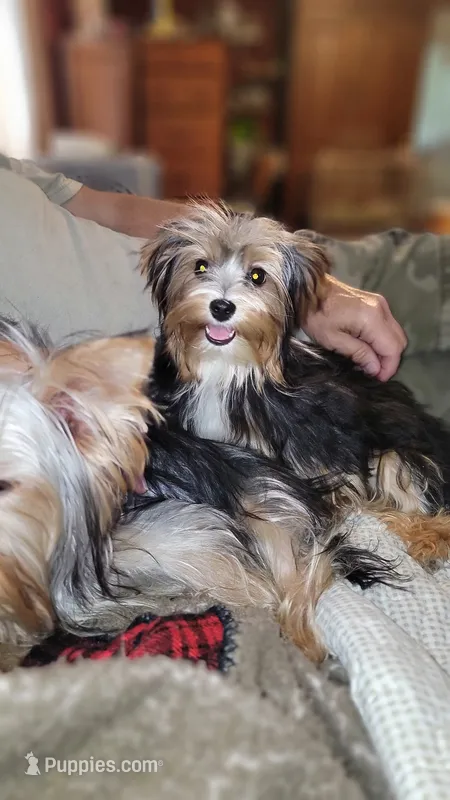 Jack – Yorkshire Terrier puppy for sale in Young Harris, GA